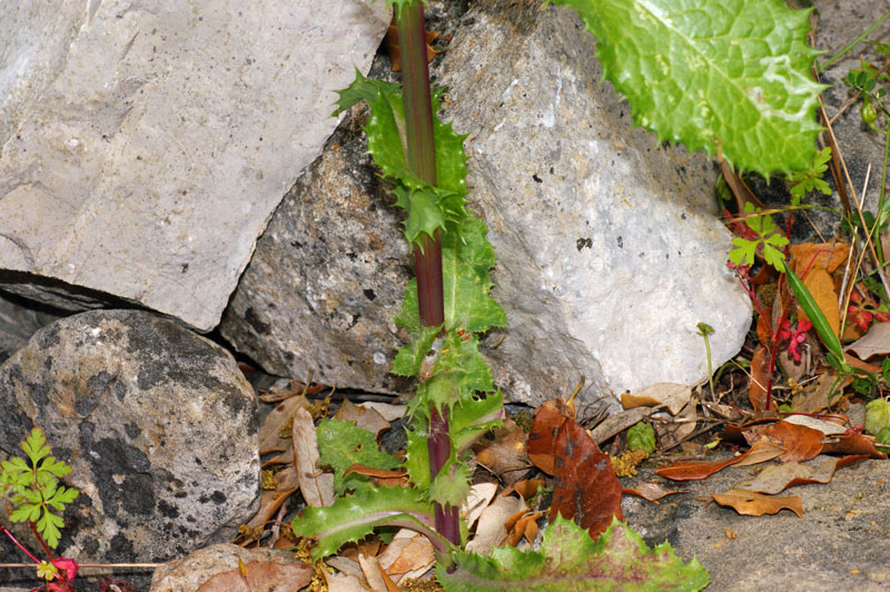 Sonchus asper